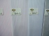 CVC elegant shirting fabric