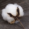 RAW COTTON (S 6 )