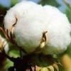 Raw cotton manufacturers