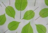 nonwoven fabric